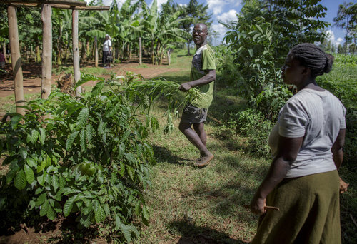 Bauern in Kenia