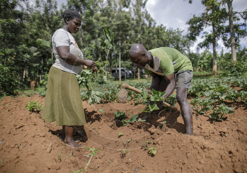 Bauern in Kenia