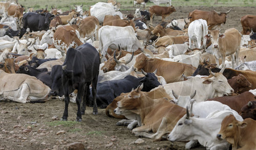 Nutztierhaltung in Kenia