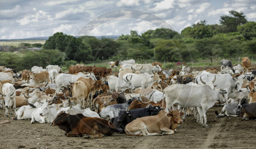 Nutztierhaltung in Kenia