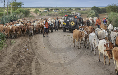 Rinderherde in Kenia