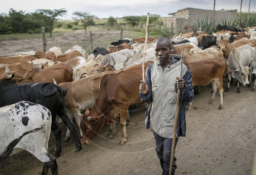 Rinderherde in Kenia