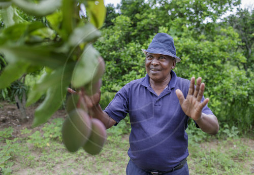 Mangofarm in Kenia