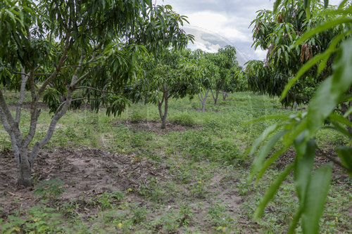 Mangofarm in Kenia