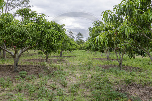 Mangofarm in Kenia