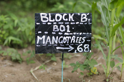 Mangofarm in Kenia