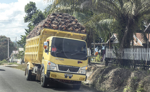 Transport von Palmoelfruechten