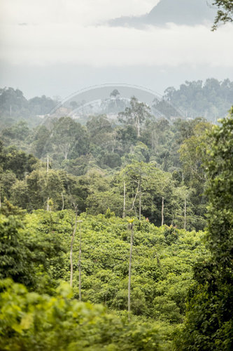 Urwald auf Borneo, Indonesien in der Naehe des Dorfes Merasa,