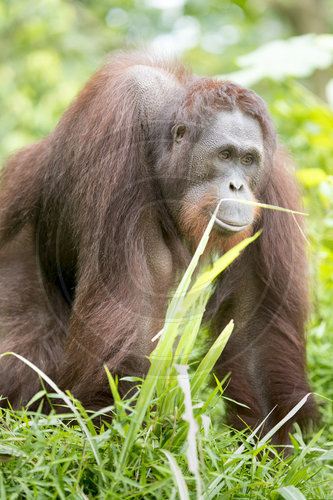 Ausgewilderter Orang Uthan