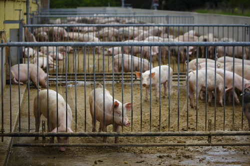 Schweinezucht auf Bio-Bauernhof