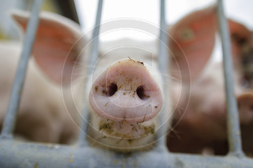 Schweinezucht auf Bio-Bauernhof