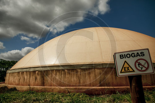 Biogasproduktion aus Avocados bei Thika