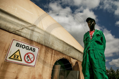 Biogasproduktion aus Avocados bei Thika