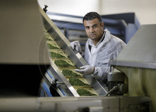 Herstellung von Bio-Trockenkraeutern bei der Firma Herbiorech in Tunesien
