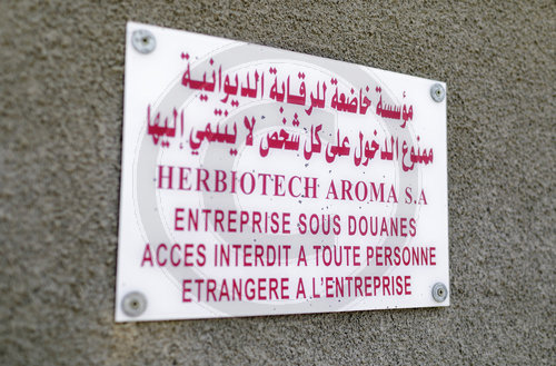 Herstellung von Bio-Trockenkraeutern bei der Firma Herbiorech in Tunesien