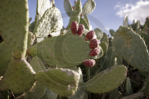 Oekologischer Anbau von Kaktusfeigen