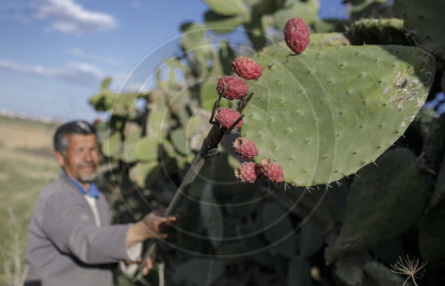 Oekologischer Anbau von Kaktusfeigen