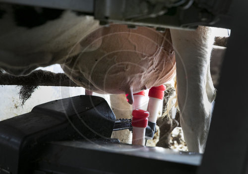 ASM, Automatisches Melksystem, dass per Laser die Euter der Kuh ausfindig macht und das Melkgeschirr ansetzt