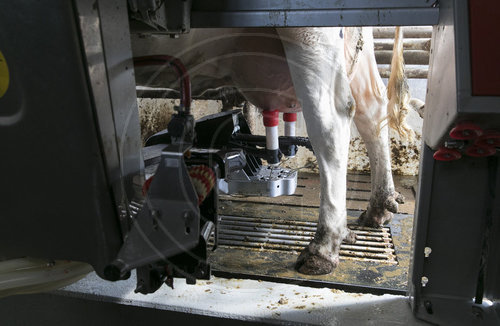 ASM, Automatisches Melksystem, dass per Laser die Euter der Kuh ausfindig macht und das Melkgeschirr ansetzt