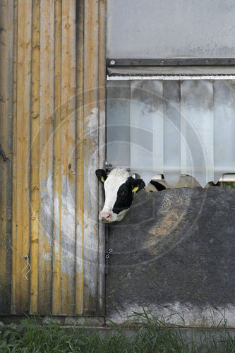 Kuh auf einem Milchvieh Tierwohl Betrieb