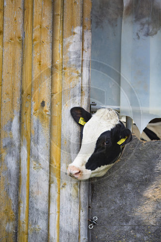 Kuh auf einem Milchvieh Tierwohl Betrieb