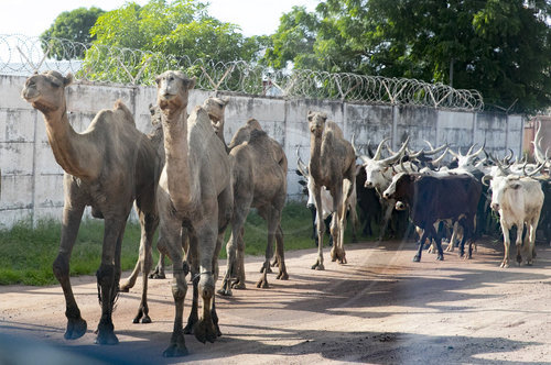 Kamele und Rinder auf der Strasse