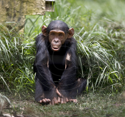Schimpansen in der Versorgungsstation