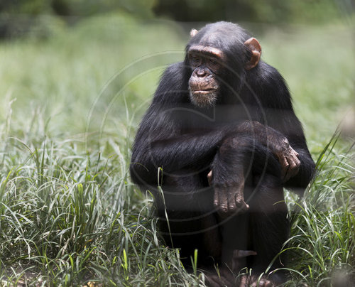 Schimpansen in der Versorgungsstation