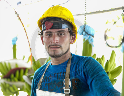 Arbeiter auf einer Bananenplantage