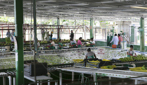 Arbeiter auf einer Bananenplantage