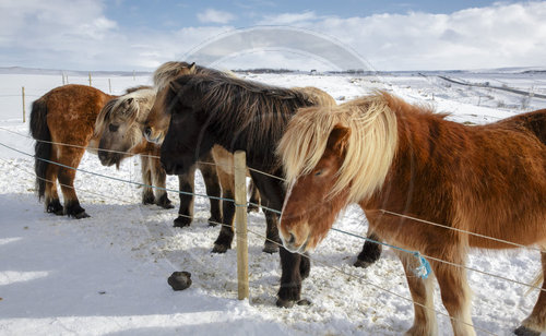 Islandpferde im Schnee