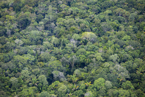 Amazonas Regenwald