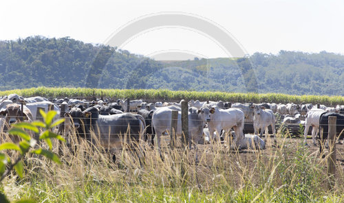 Rindermastbetrieb in Brasilien