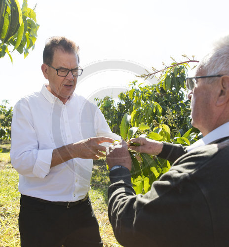 Mangobaum auf der Fazienda Montecarlo