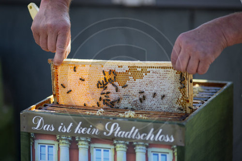 Honigernte in der Stadt