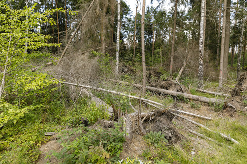 Vom Borkenkaefer befallenes Waldstueck