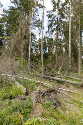 Vom Borkenkaefer befallenes Waldstueck