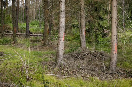 Vom Borkenkaefer befallenes Waldstueck