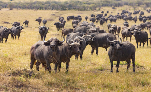 Bueffel in der Maasai Mara
