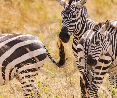 Zebra in der Maasai Mara
