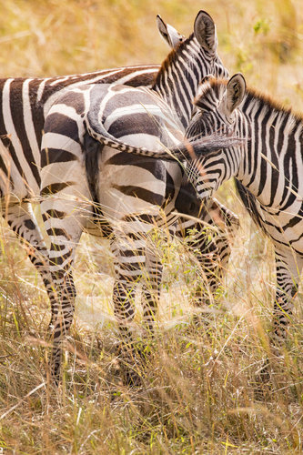 Zebra in der Maasai Mara
