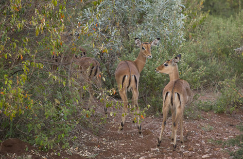 Impala Antilope, Tierwelt im Massai Mara Schutzgebiet