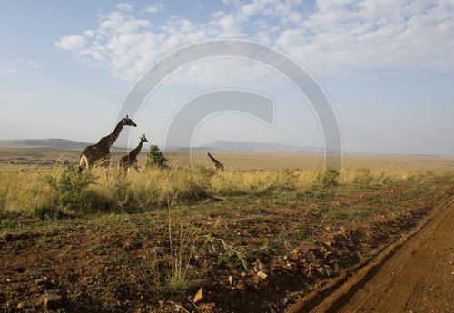 Giraffa camelopardalis reticulata, Giraffe