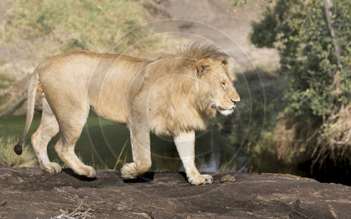 Maennlicher Loewe, Panthera leo nubica,