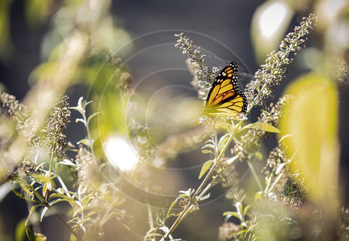 Monarch Schmetterling, Falter