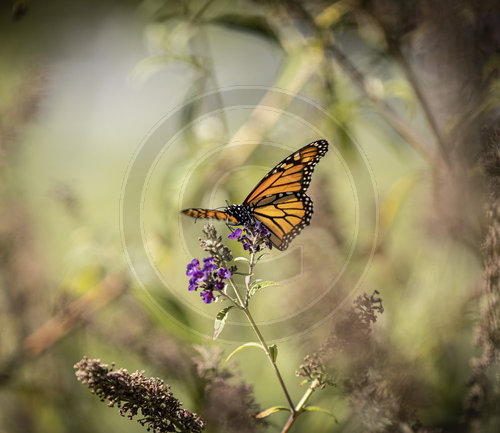 Monarch Schmetterling, Falter