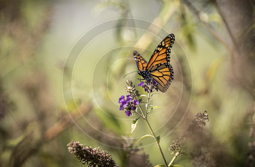 Monarch Schmetterling, Falter