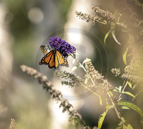 Monarch Schmetterling, Falter