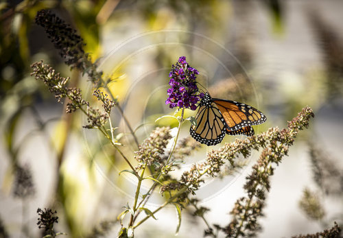 Monarch Schmetterling, Falter