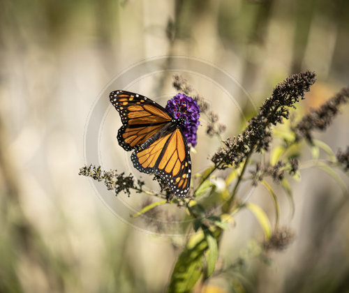 Monarch Schmetterling, Falter